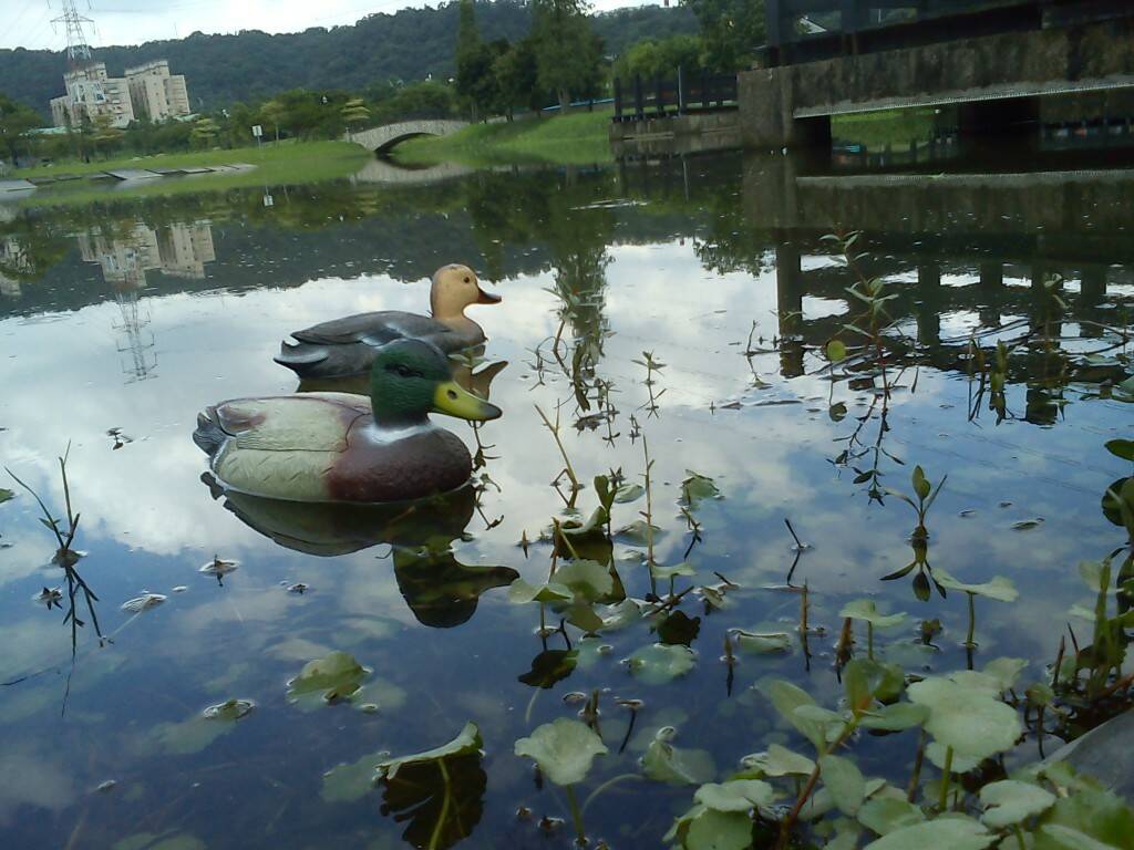 綠頭鴨與黃母悠游於溪畔中