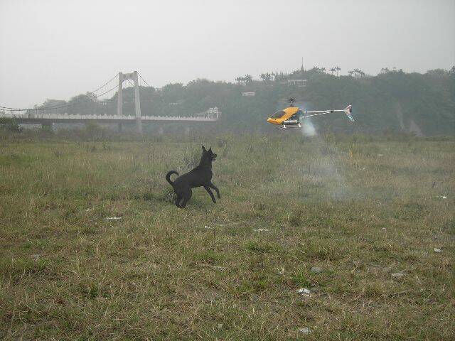 小黑不勘其擾.把機機咬下來.一隻雞腿送你