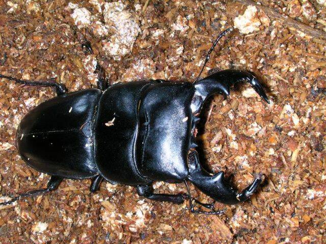 牛頭扁 size:8cm