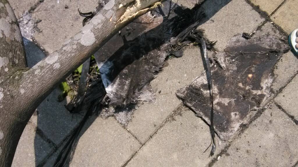 IMG_20130407_113622.jpg
