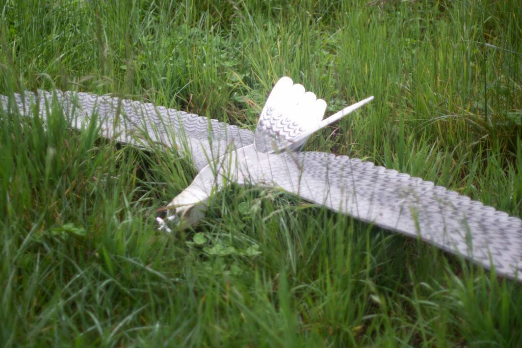 DSC08866.jpg