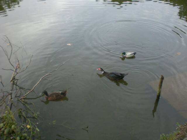 CIMG0668.JPG