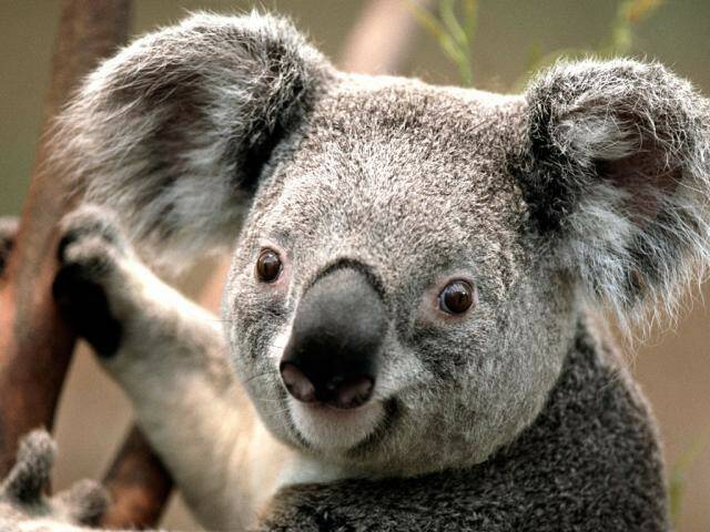 640x480_scale_thumb_Koala.jpg