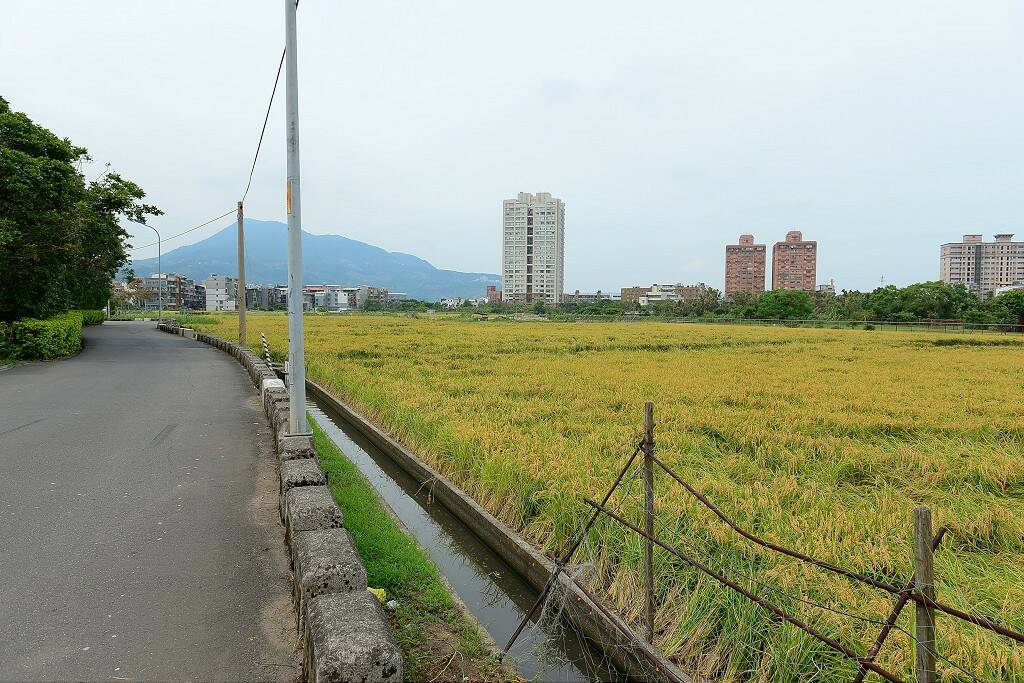 黃金稻