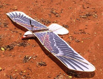 Eagle-1.jpg