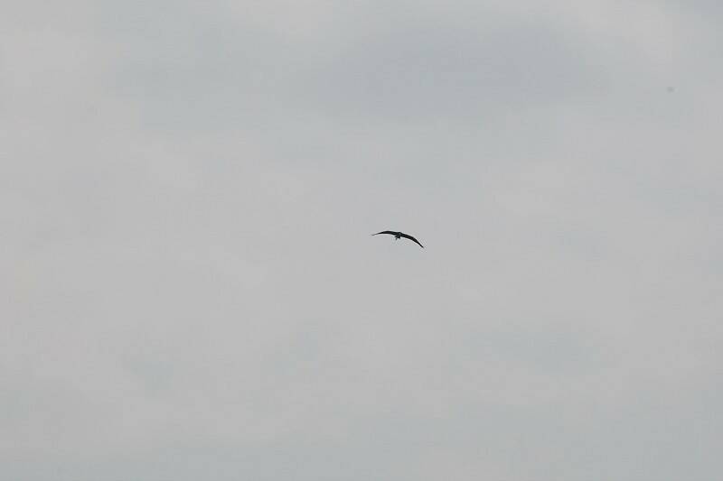 IMG_4973-800.jpg