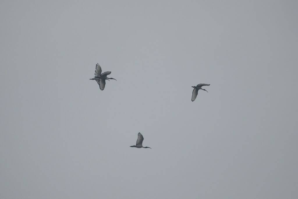 IMG_5724.jpg