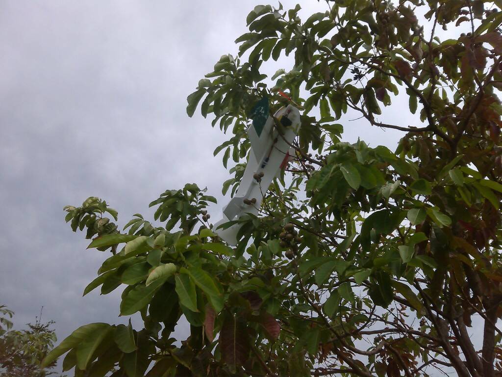 飛機掛樹