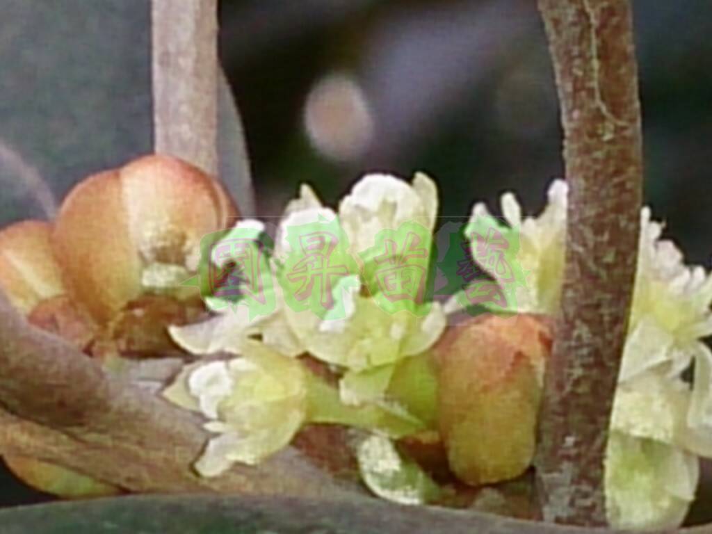 帶苞開花
