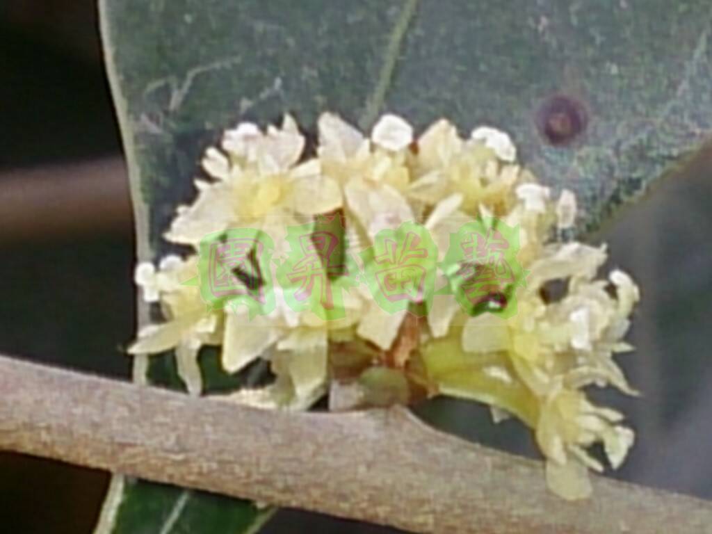 全開花