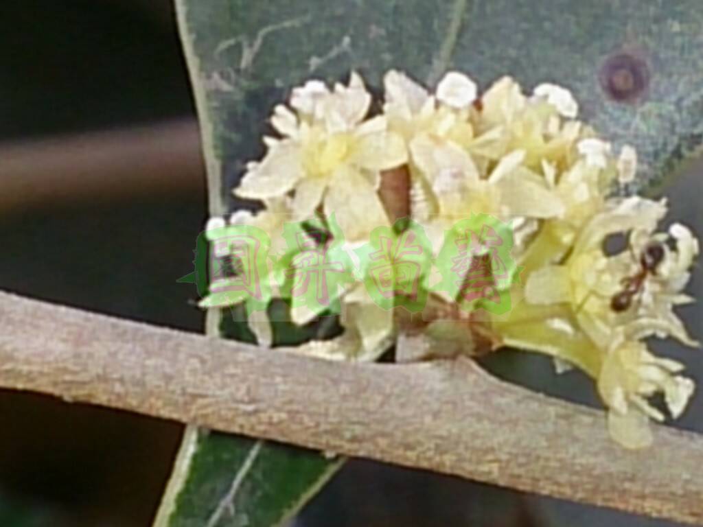 全開花