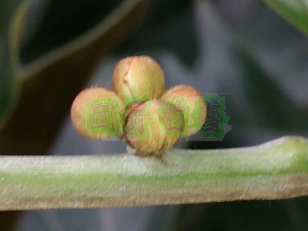 帶苞未開花