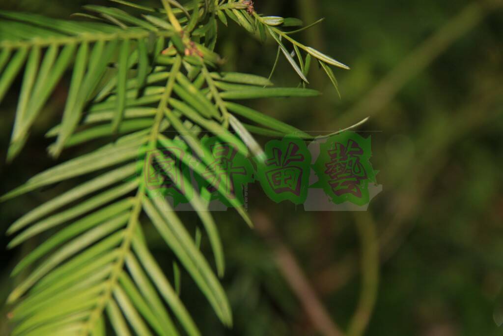 台灣粗榧是特有種植物，表面深綠色具光澤，邊緣稍反捲，下表皮兩條白色氣孔帶明顯，中肋上下突起。 ...