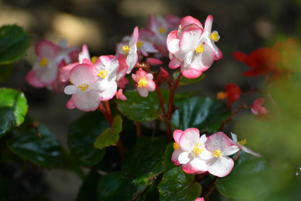 DSC_0132_調整大小.JPG