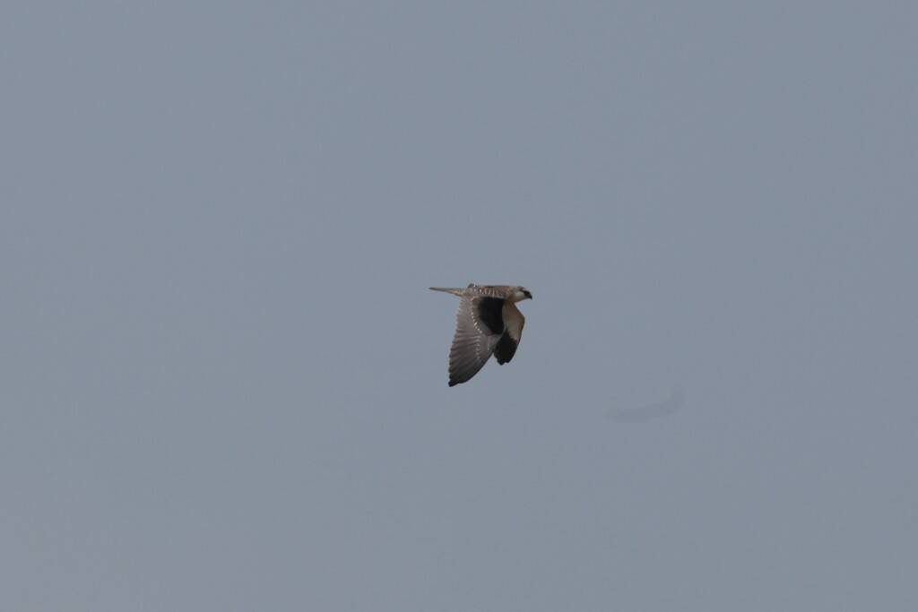 IMG_1625.jpg
