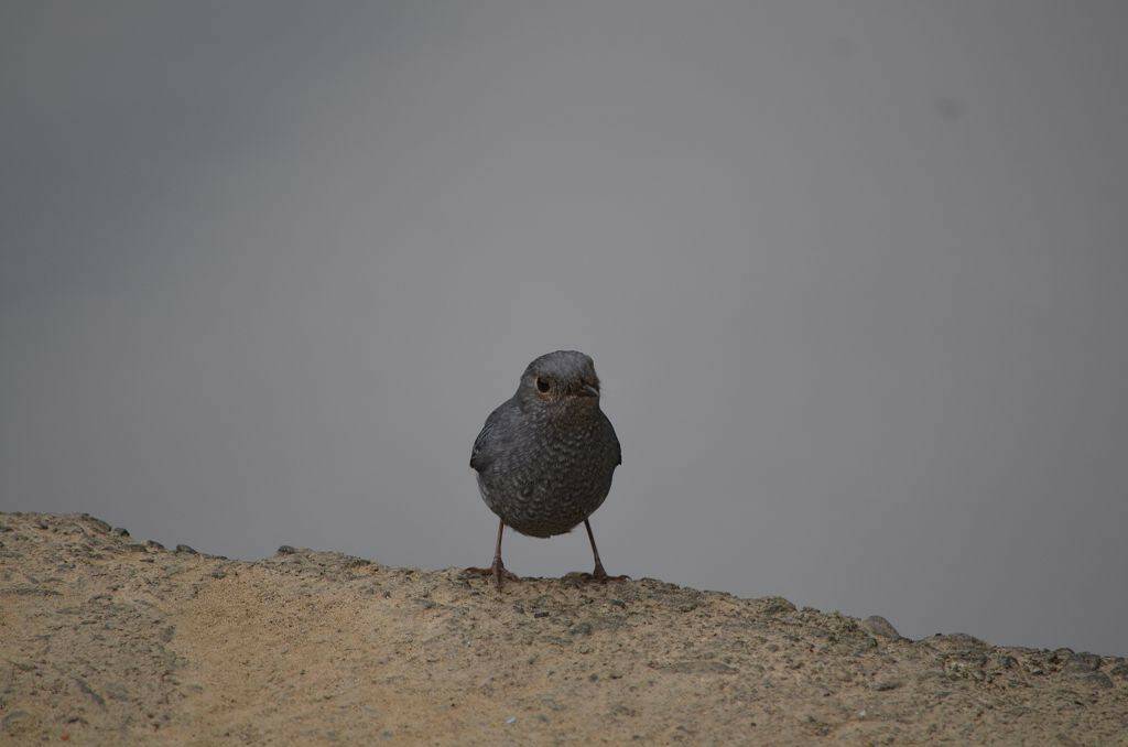 DSC_0528.jpg