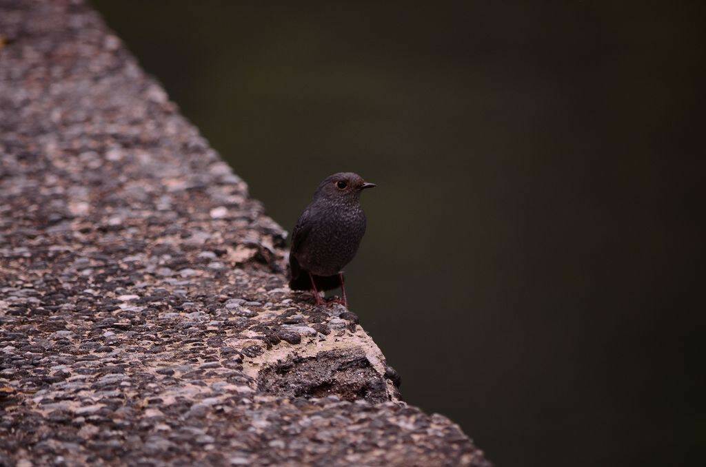 DSC_0531.jpg