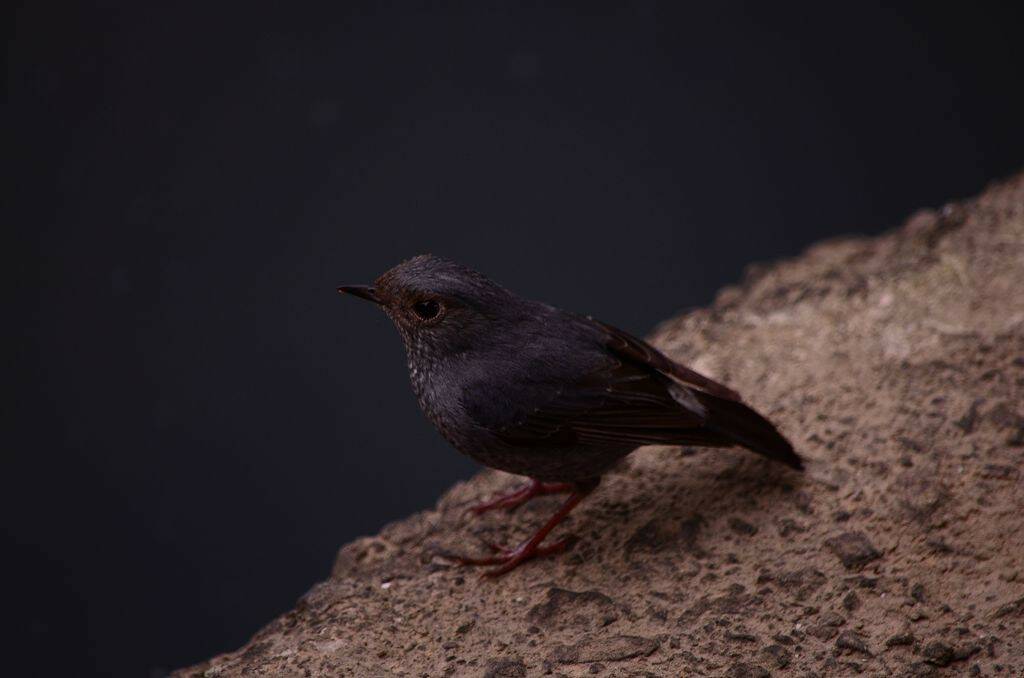 DSC_0533.jpg