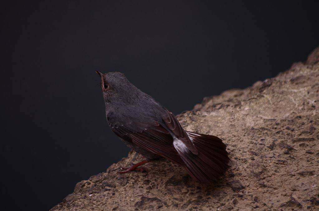 DSC_0536.jpg