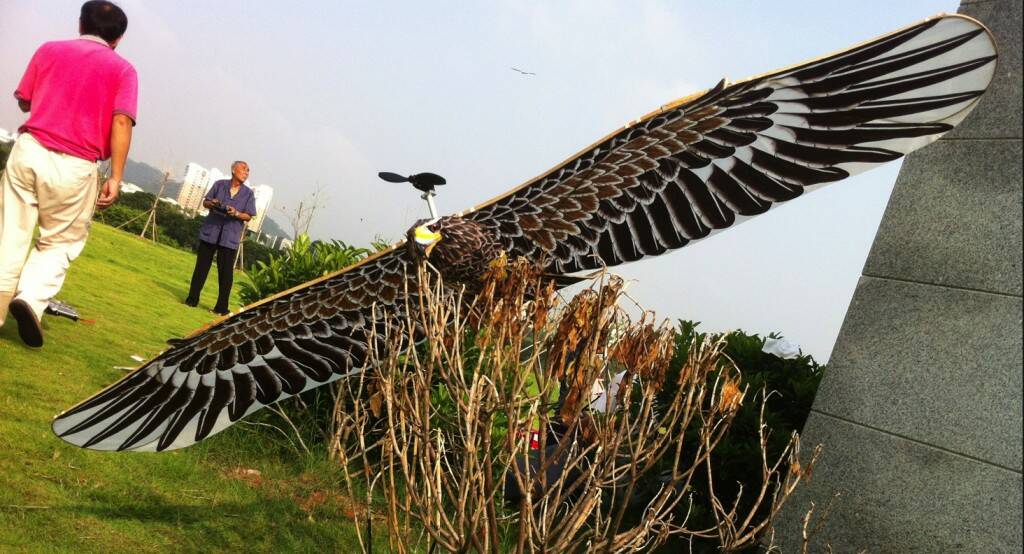 Eagle-1.jpg