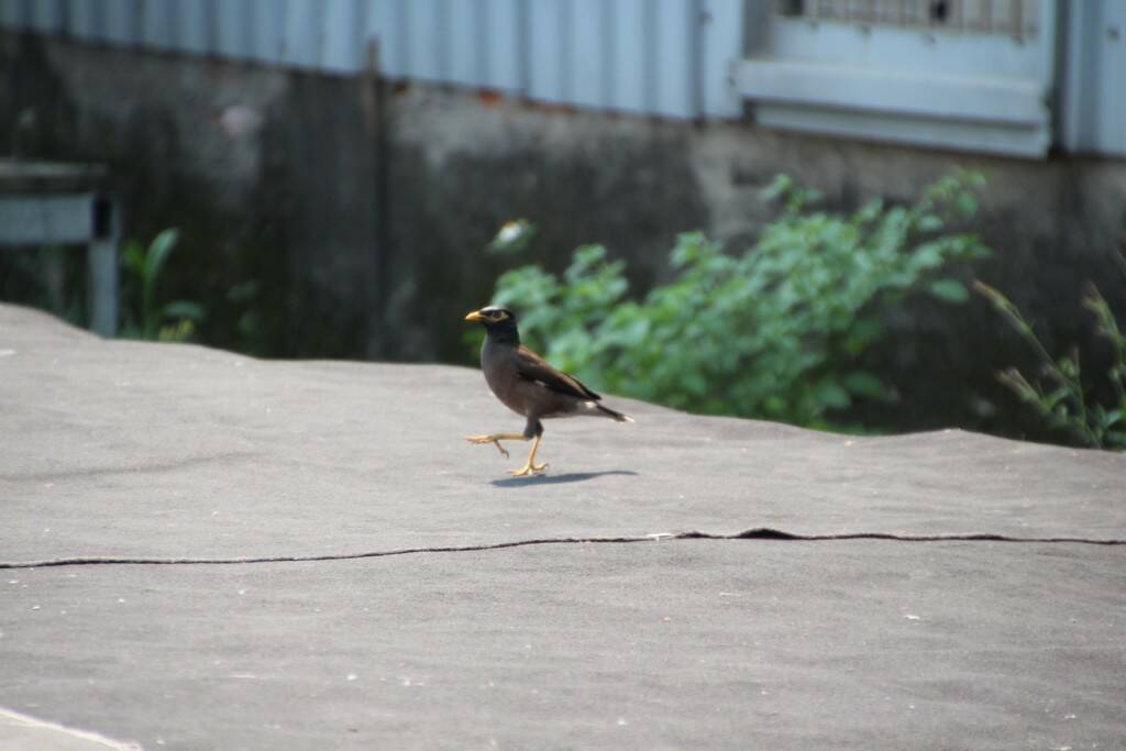 IMG_5241_調整大小.jpg