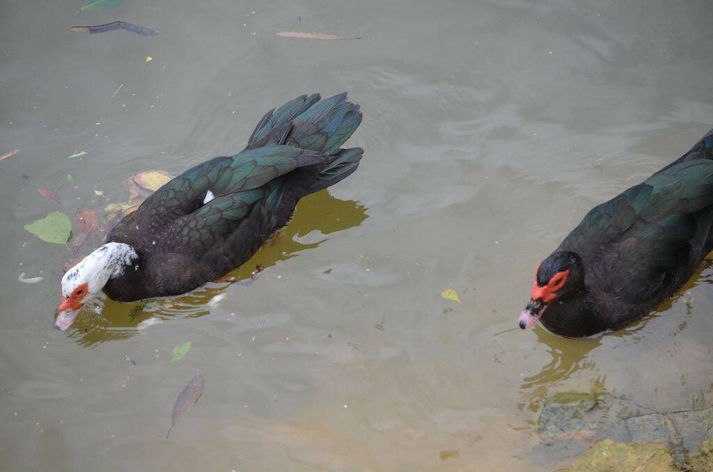 DSC_0512.jpg