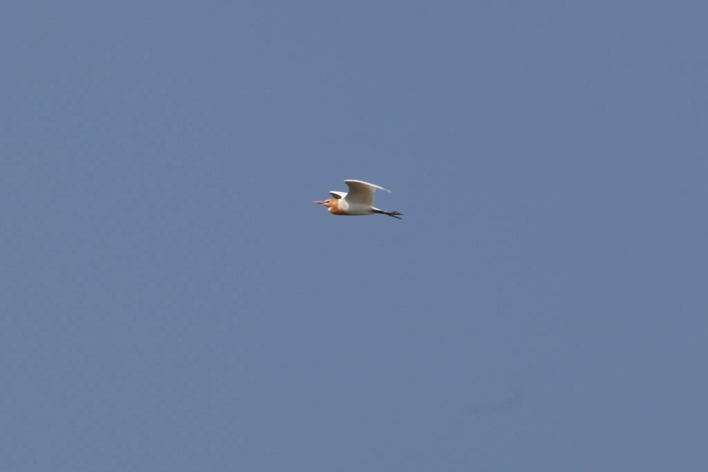 IMG_6033.jpg