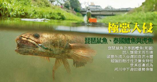fish.jpg