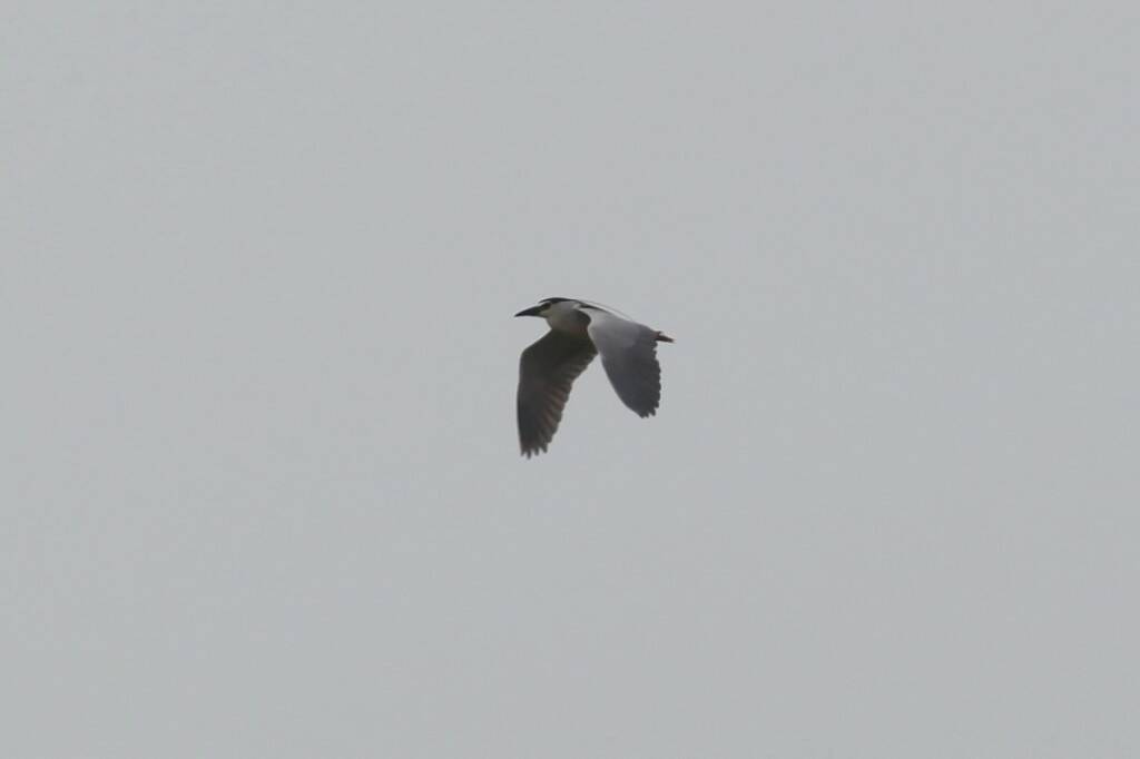 IMG_9008.jpg