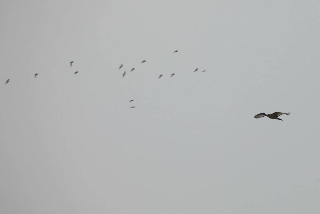 IMG_9076.jpg