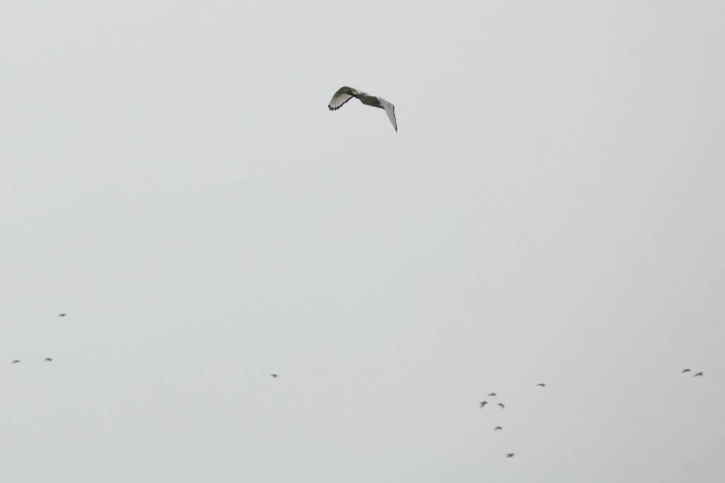IMG_9077.jpg