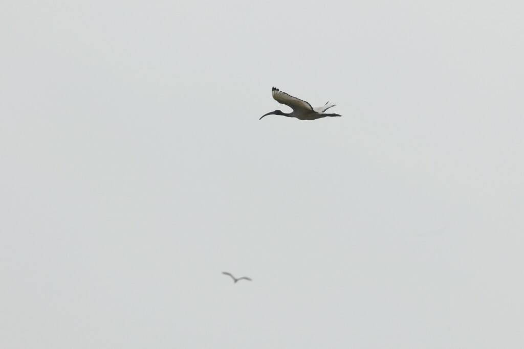 IMG_9083.jpg