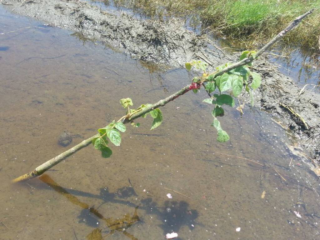德哥哥的愛心植樹、百年樹人