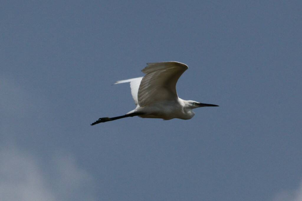 IMG_5202.jpg