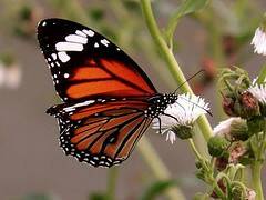 14749064181_607a66a4f3_m.jpg
