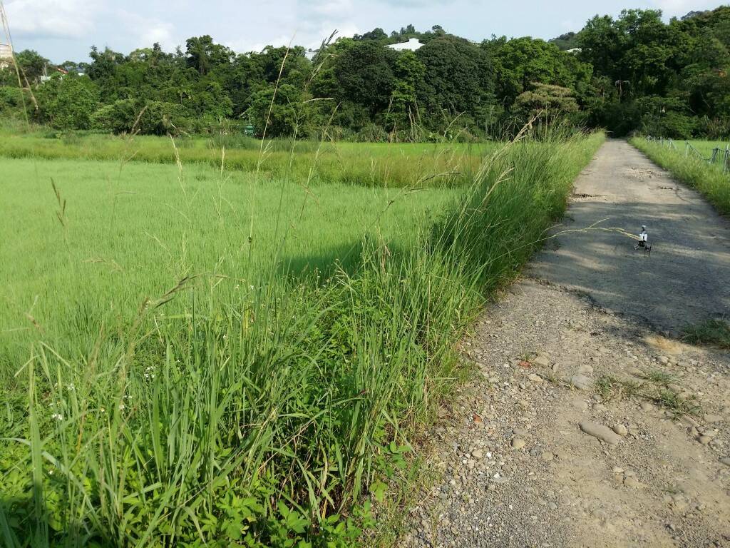 除草前.jpg