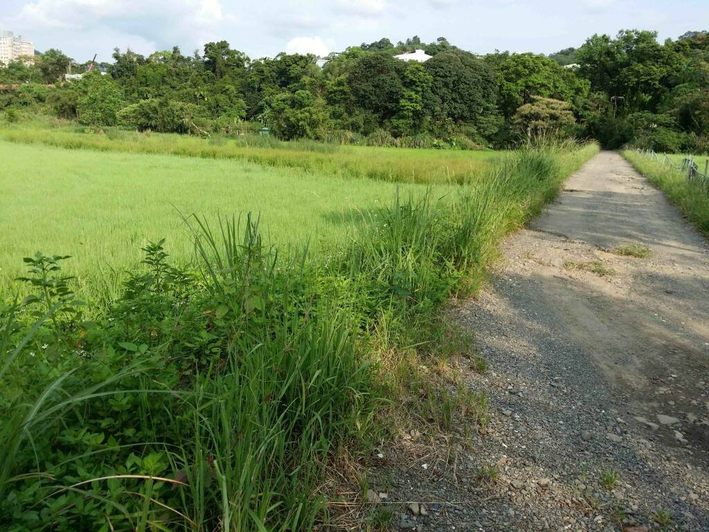除草後.jpg