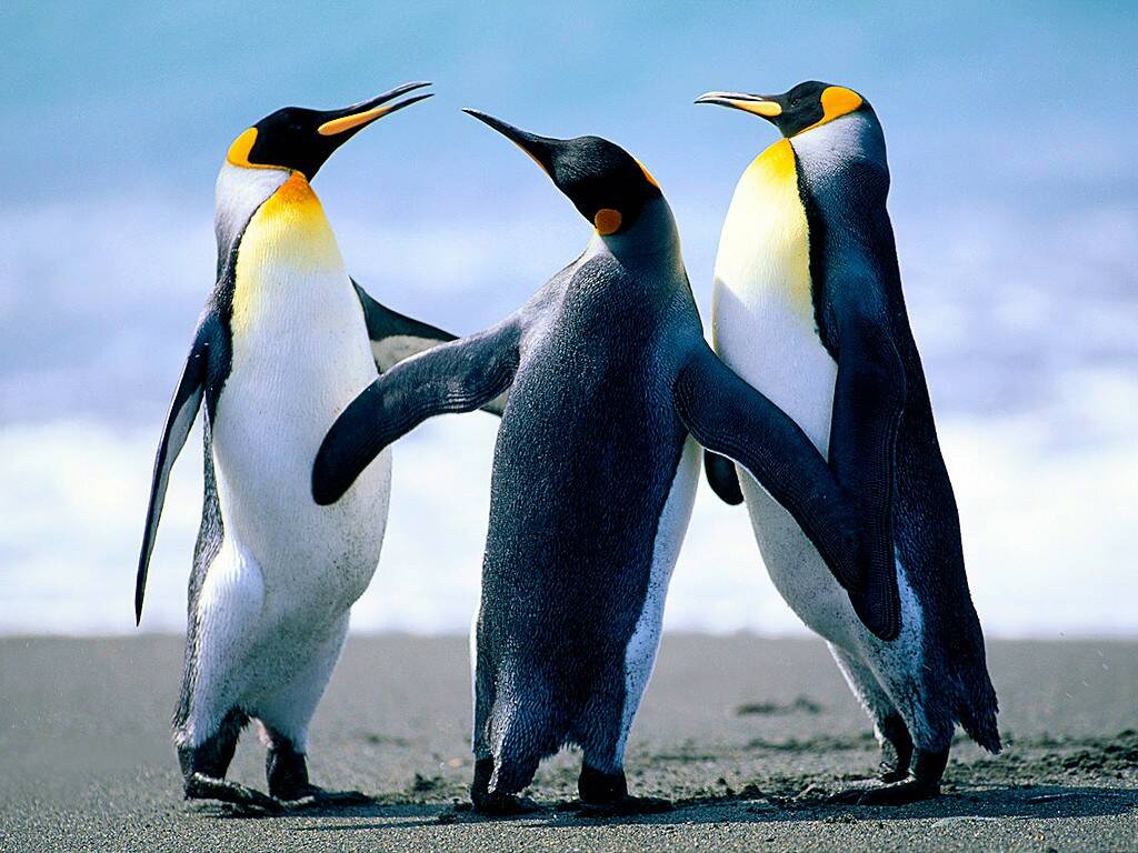 Penguins-1024.jpg