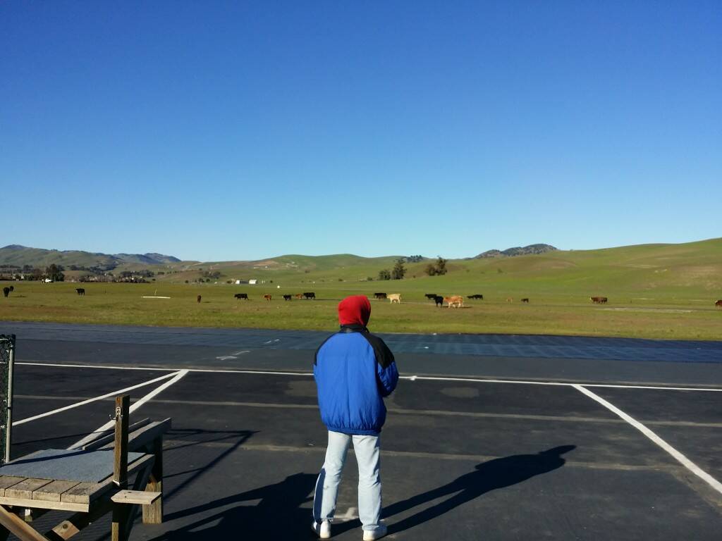 Michael with running cows