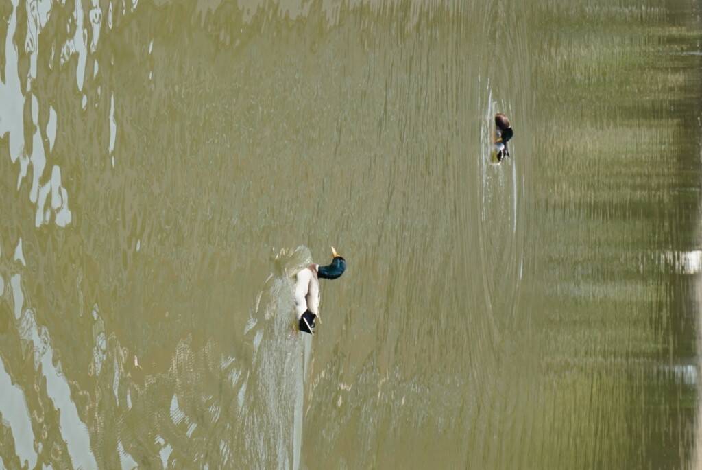 DSC00313.JPG