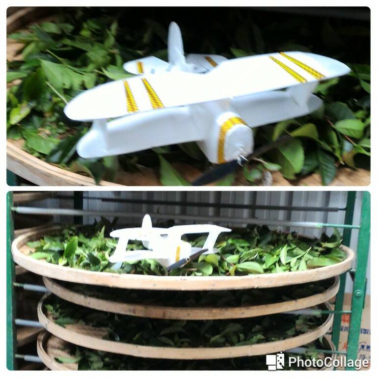 小雙翼機試飛降落茶葉堆