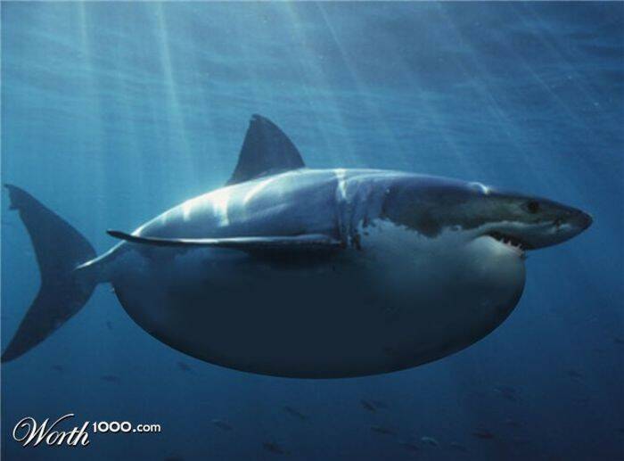 fat-animals-06-jpg.jpg
