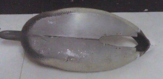 5457452.JPG