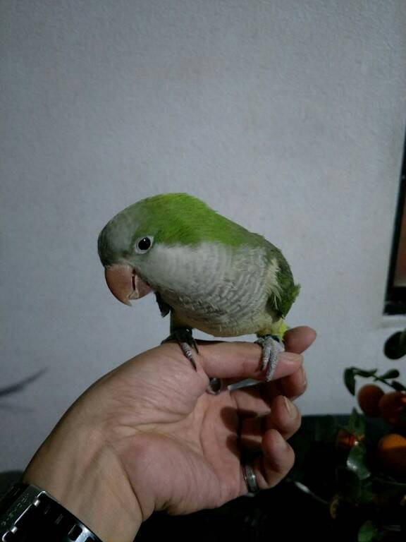 鳥-1.jpg