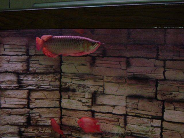 DSC02102.JPG