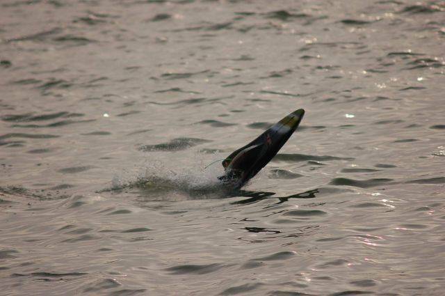 DSC_3684.JPG