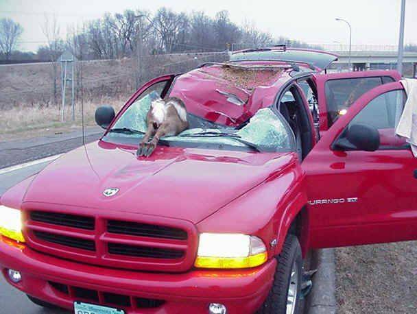 Deer%20vs%20Durango2.jpg