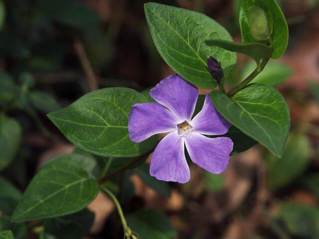 Vinca.jpg
