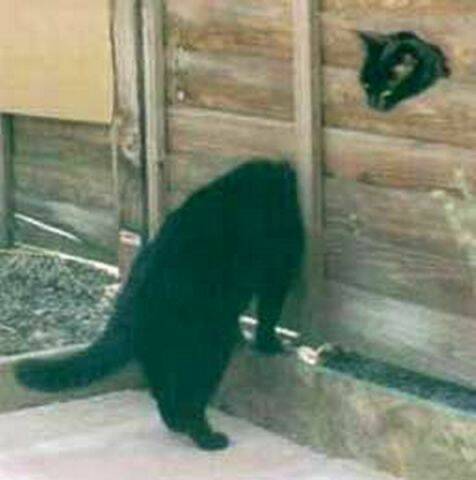 cat.jpg
