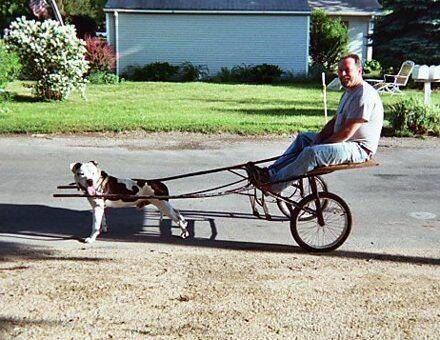 doggy-wagon.jpg